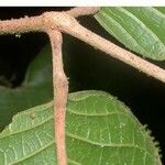 Protium pittieri 树皮