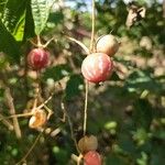 Diplocyclos palmatus Fruit