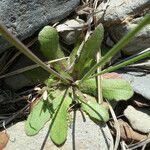 Hypochaeris glabra Leaf