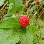 Rubus rosifolius Frukto