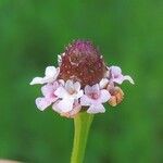 Phyla lanceolata 花