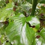 Cardiocrinum giganteum Blatt