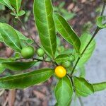 Solanum diphyllum Фрукт