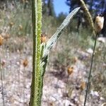 Centaurea melitensis Hoja