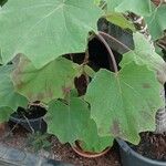 Roldana petasitis Hoja