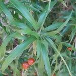 Dracaena angustifolia Fruto