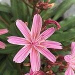 Lewisia longipetala ᱵᱟᱦᱟ