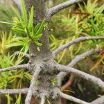 Grevillea cirsiifolia