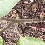 Datura innoxia Corteccia