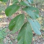 Ulmus rubra Leaf