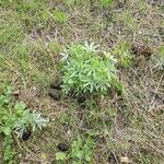 Lupinus sericeus Yaprak