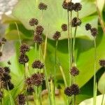 Juncus ensifolius Fruitua