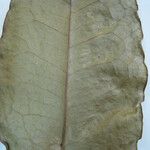 Cinnamodendron tenuifolium autre