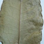 Cinnamodendron tenuifolium Sonstige