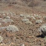 Euphorbia handiensis Habitat