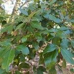Quercus ilex Frunză