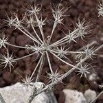 Astydamia latifolia Floare