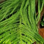 Araucaria nemorosa Hoja