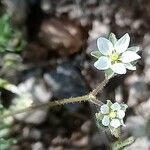 Spergula arvensis फूल