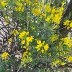 Coronilla valentina花