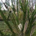 Melaleuca armillarisLeht