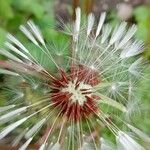 Taraxacum erythrospermum 果