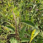 Solanum campylacanthum Feuille