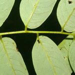 Dalbergia melanocardium List