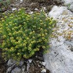 Alyssum desertorum आदत