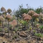 Aeonium appendiculatum Kvet