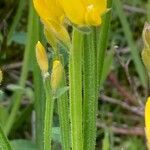 Genista sagittalis Corteza