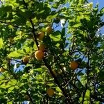 Prunus brigantina Fruit