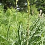 Turritis glabra Blomst