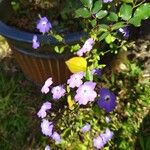 Browallia americana Květ