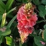 Indigofera spicata Fiore