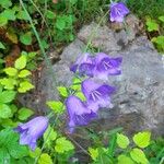 Campanula persicifoliaFlower