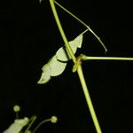 Zapoteca formosa Corteza