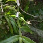 Epidendrum acunae Кара