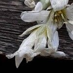 Cerastium tomentosum Flor
