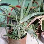 Aloe arborescensBlad