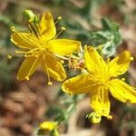 Hypericum triquetrifolium Flower