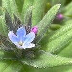 Buglossoides arvensis 花