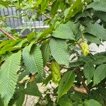 Carpinus japonica ഇല