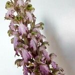 Himantoglossum robertianum Floare