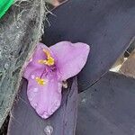 Tradescantia pallida Květ