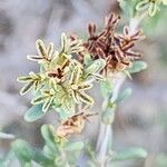 Gymnocarpos decander Fruto