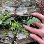 Asplenium obovatum Blad