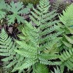 Polystichum rigens Other