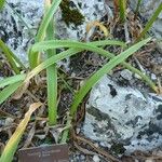 Nerine bowdenii Leaf