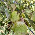 Cornus masBlad